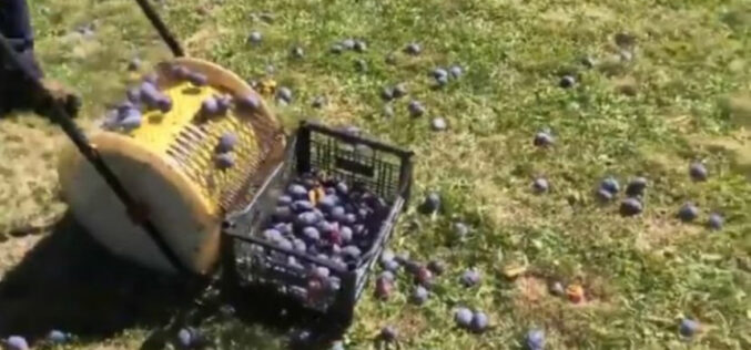 Srbin napravio mašinu za sakupljanje šljiva! (VIDEO)