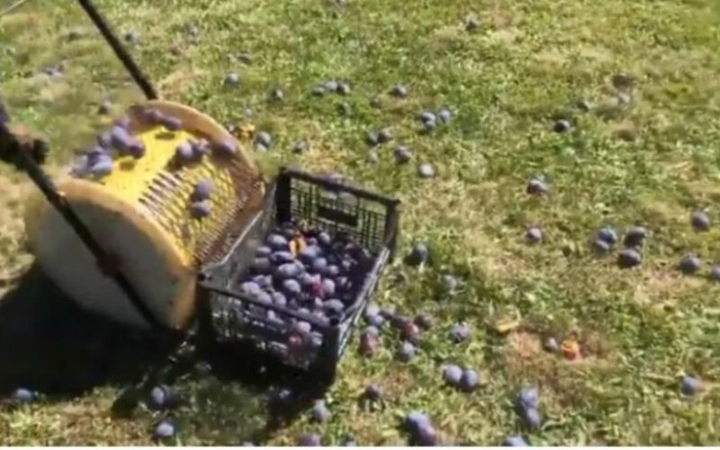 Srbin napravio mašinu za sakupljanje šljiva! (VIDEO)