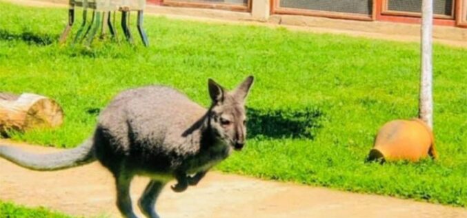 Izbore u Semberiji potpuno je upropastio odbjegli kengur, Mićo Mićić se javno žali da njegove investicije nisu u centru pažnje zbog kengura