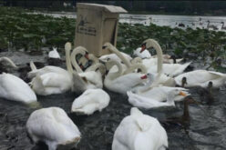 Vlast pozvala građane da kupe labudove