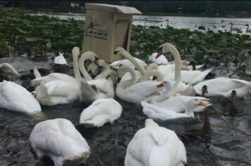 Vlast pozvala građane da kupe labudove