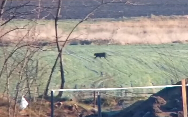Nadzorne kamere snimile crnog pantera na granici Srbije i Mađarske
